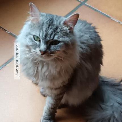 Photo de chat perdu à Sainte Luce Sur Loire