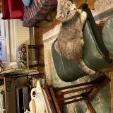 Photo de chat perdu à Cherbourg