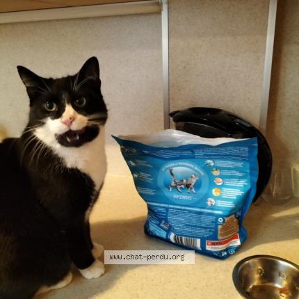 Photo de chat perdu à Villemoisson Sur Orge