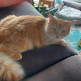 Photo de chat perdu à Taulignan