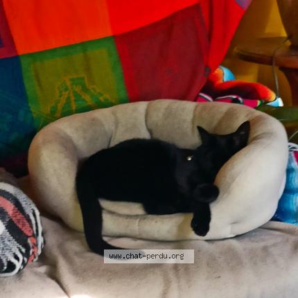 Photo de chat perdu à Oullins