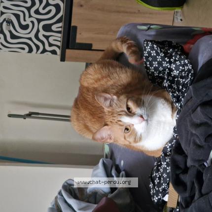Photo 1/1 Chat retrouvé Perdu à Reims