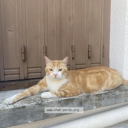 Photo 1/1 pogo Chat perdu à Creteil