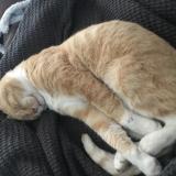 Photo de chat perdu à Bidart