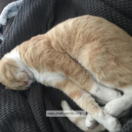 Photo 1/1 Chat retrouvé Perdu à Bidart