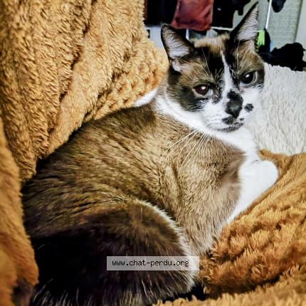 Photo de chat perdu à Fontaines Sur Saone