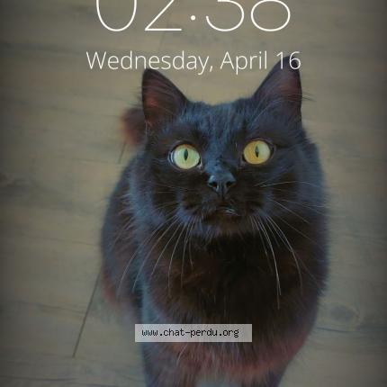 Photo 1/1 Temp&ecirc;te Chat perdu à Montfort sur meu