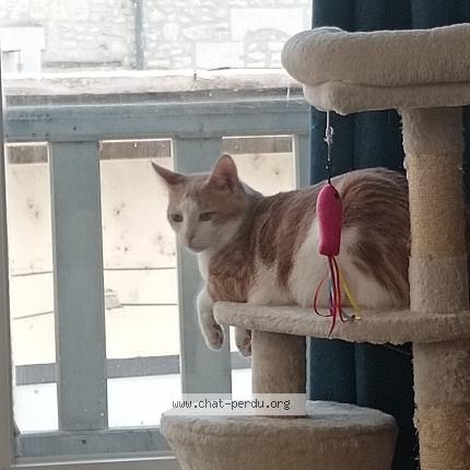Photo de chat perdu à Chatellerault