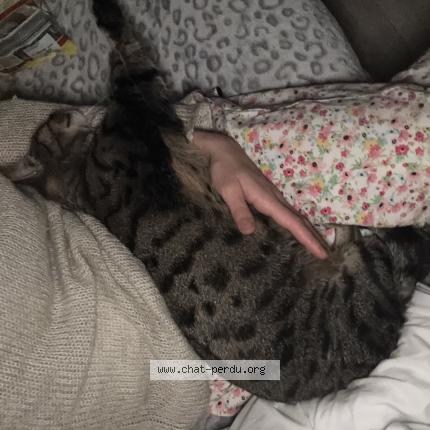 Photo 1/2 Nala Chat perdu à Montbeliard