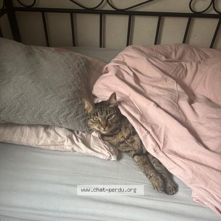 Photo 2/2 Nala Chat perdu à Montbeliard