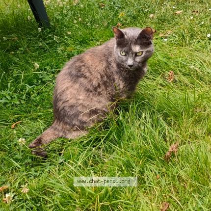 Photo de chat perdu à St Jeanvrin