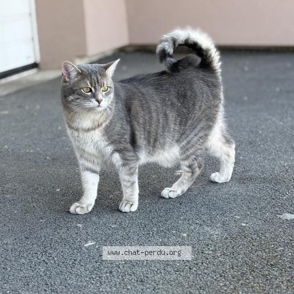 Photo 1/1 Chat retrouvé Perdu à Olwisheim