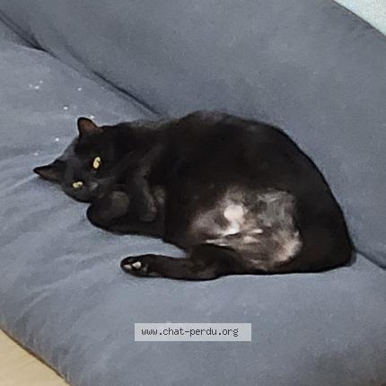 Photo 1/1 Chat retrouvé Perdu à Rennes