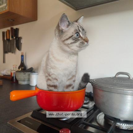 Photo 1/1 nicolas richard Chat perdu à Sevrier