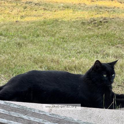 Photo 1/1 Chat retrouvé Perdu à Pechabou