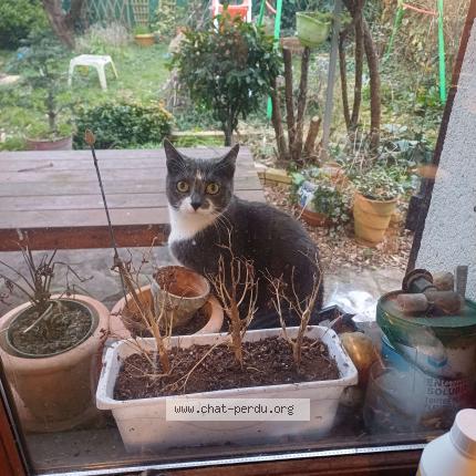 Photo de chat perdu à Grigny