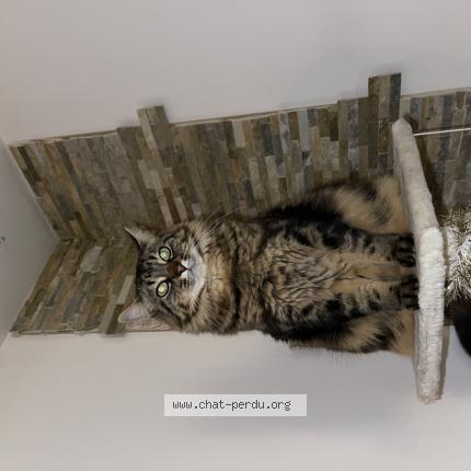 Photo de chat perdu à Givors