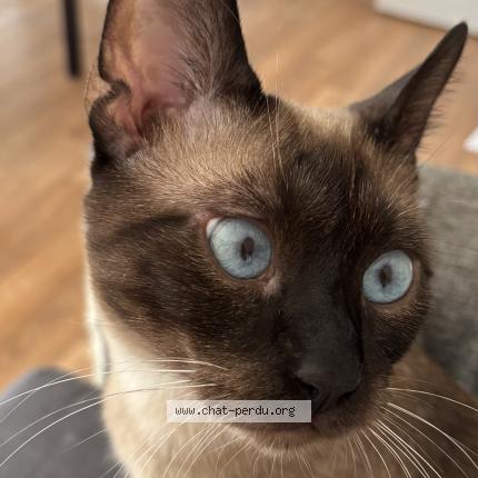 Photo 1/1 Chatbidou Chat perdu à Creteil