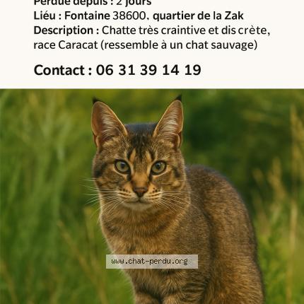 Photo 1/1 Chat retrouvé Perdu à Fontaine