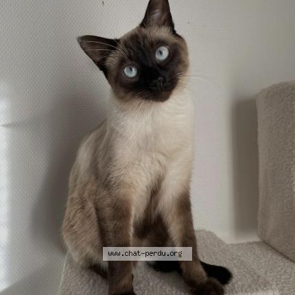 Photo de chat perdu à Estillac