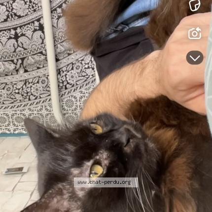 Photo de chat perdu à Wissous
