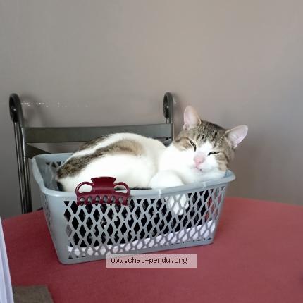 Photo 1/1 Otis Chat perdu à Habarcq