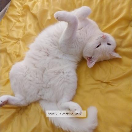 Photo de chat perdu à Aizenay