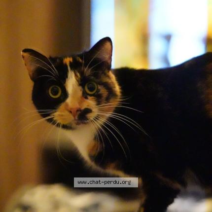 Photo 1/1 Chat retrouvé Perdu à Limeil Brevannes