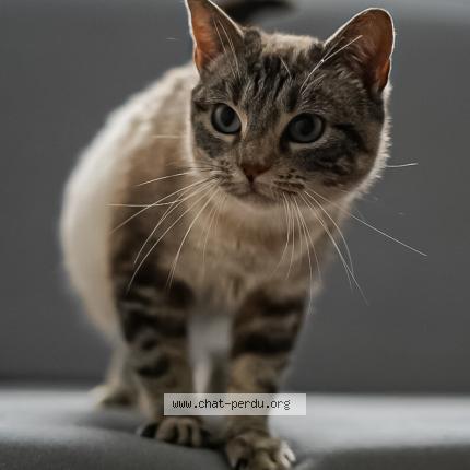 Photo 1/1 Neige Chat perdu à Sendets