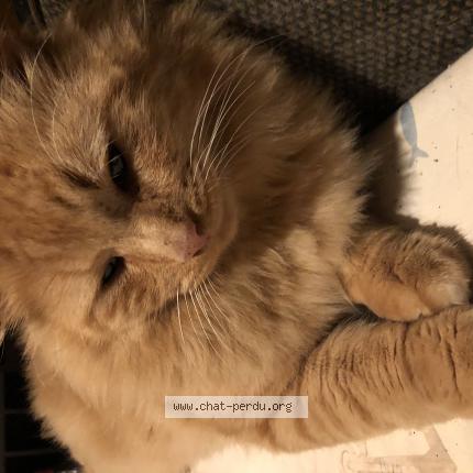 Photo 1/1 Boulette Chat perdu à Saint vivien de medoc