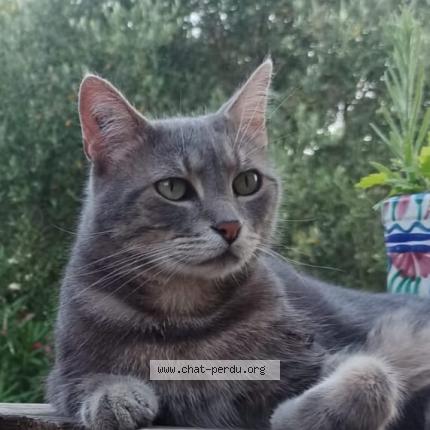 Photo 1/1 Chat retrouvé Perdu à Toulon