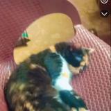 Photo de chat perdu à Islamabad