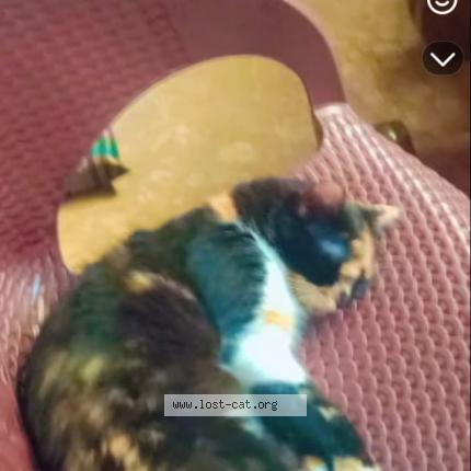 Photo 1/1 Roxie Chat perdu à Islamabad