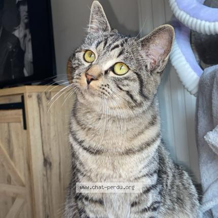 Photo de chat perdu à Saint Nazaire