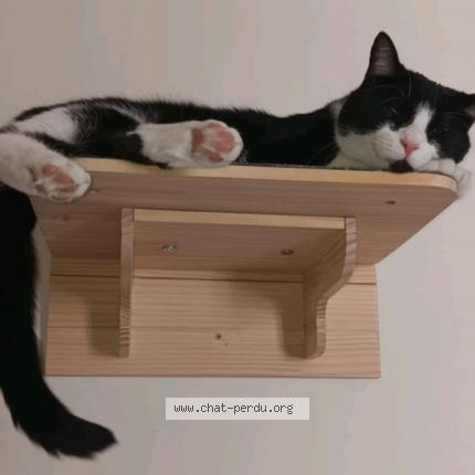 Photo 1/1 Patachou Chat perdu à Saint ambroise