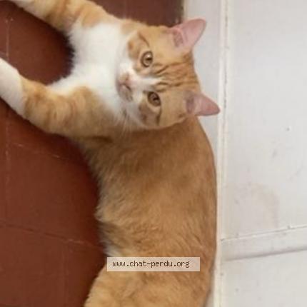 Photo 1/1 Chat retrouvé Perdu à Marseille