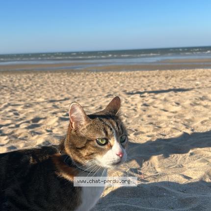 Photo de chat perdu à Hermanville Sur Mer