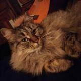 Photo de chat perdu à Les Ollieres Sur Eyrieux