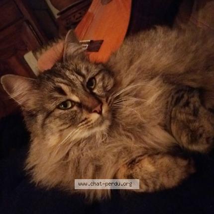 Photo 1/1 Chat retrouvé Perdu à Les ollieres sur eyrieux