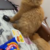 Photo de chat perdu à Pune