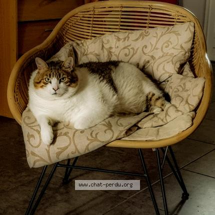 Photo 1/1 WINSTON Chat perdu à Castres
