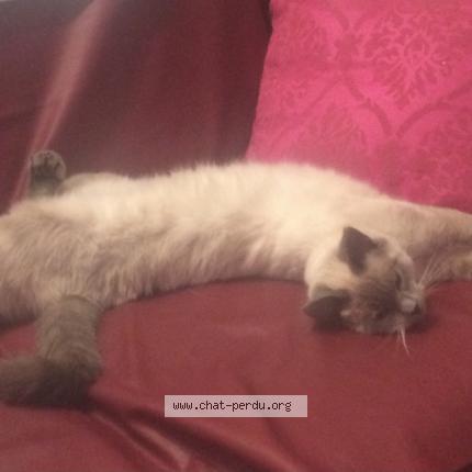 Photo de chat perdu à St Michel En Beaumont