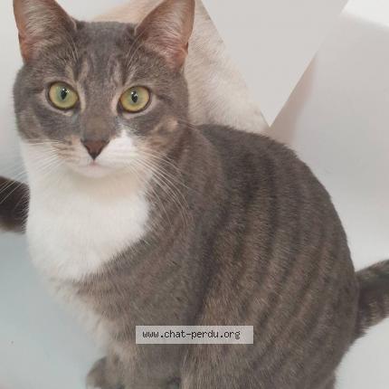 Photo de chat perdu à Alfortville