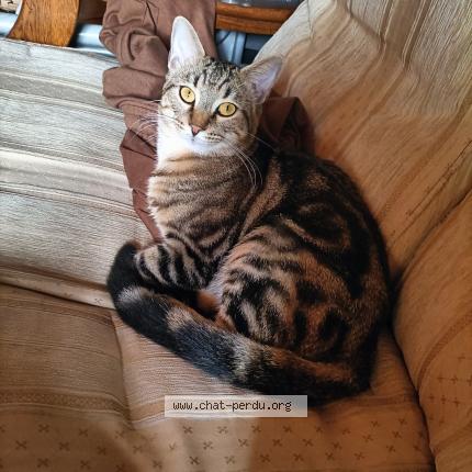 Photo 1/1 Chat retrouvé Perdu à Auxerre