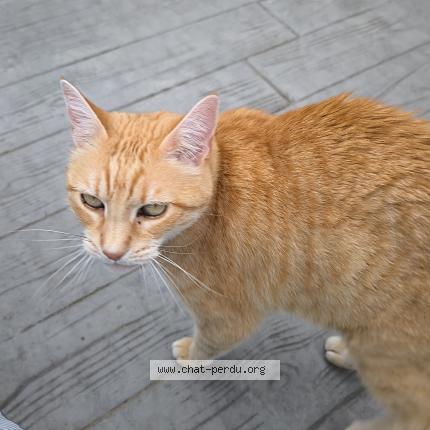 Photo de chat perdu à La Tour Du Crieu