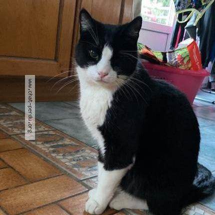 Photo de chat perdu à Voiron