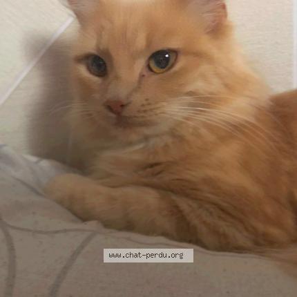 Photo 1/1 Luna Chat perdu à Nimes