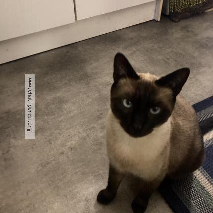 Photo 2/2 Chat retrouvé Perdu à Rennes