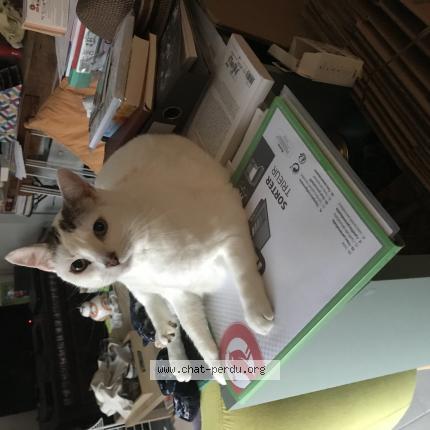 Photo de chat perdu à La Tour De Salvagny