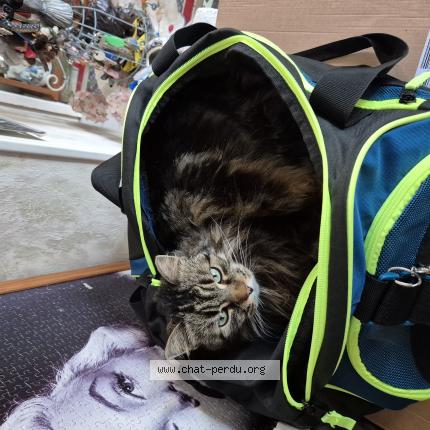 Photo 1/1 Lana Chat perdu à Saint laurent en gatines